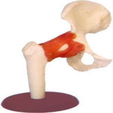 HIP JOINT